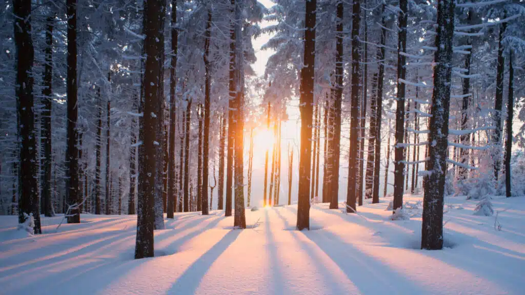 Solnedgång i sälen, tjockt snötäcke i en skog där solen skiner genom träden